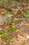 Licorice bedstraw